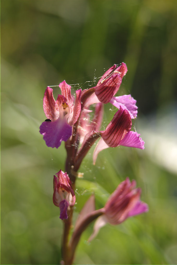 Orchidee nel pisano